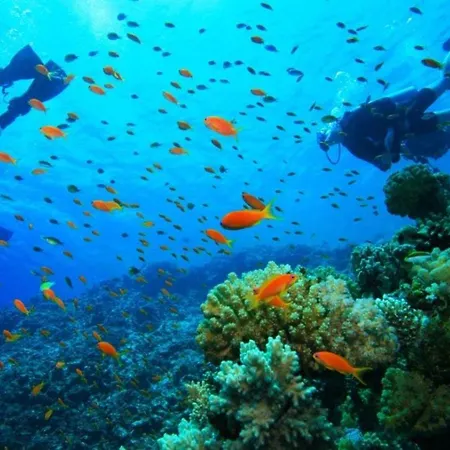 Amalia Complex * ניסקי